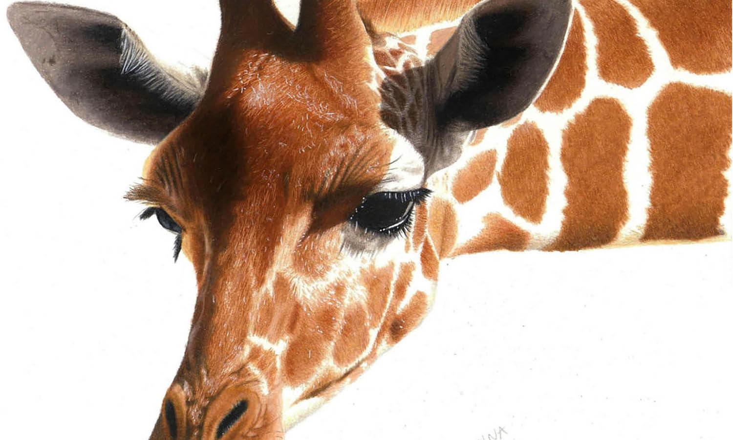 30 Best Giraffe Illustration Ideas You Should Check - Kreafolk