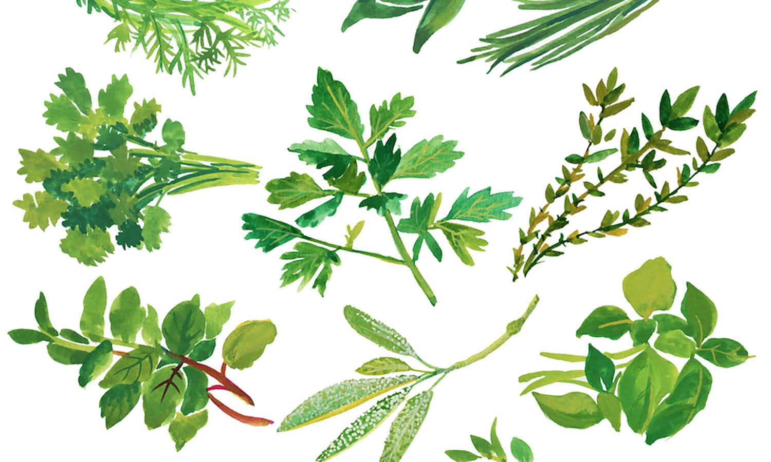 30 Best Herb Illustration Ideas You Should Check - Kreafolk