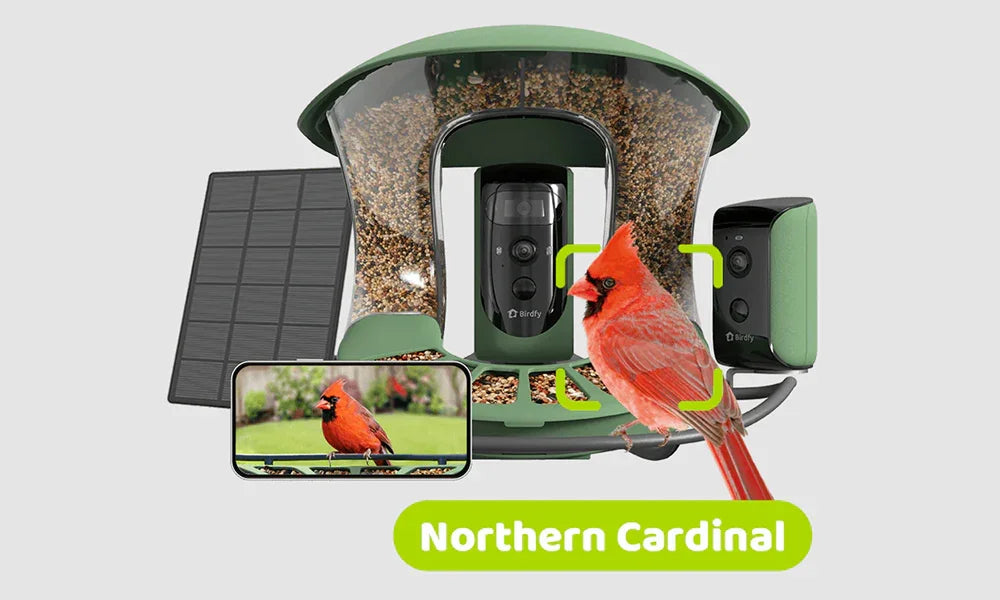 Best Bird Feeder Camera: A Comprehensive Guide