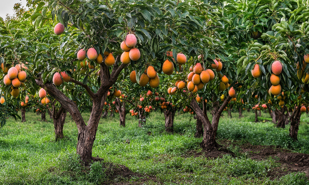 Heavy Crop or Healthy Tree? How Nursery Specialists Assess Crop Load on Fruit Trees for Sale