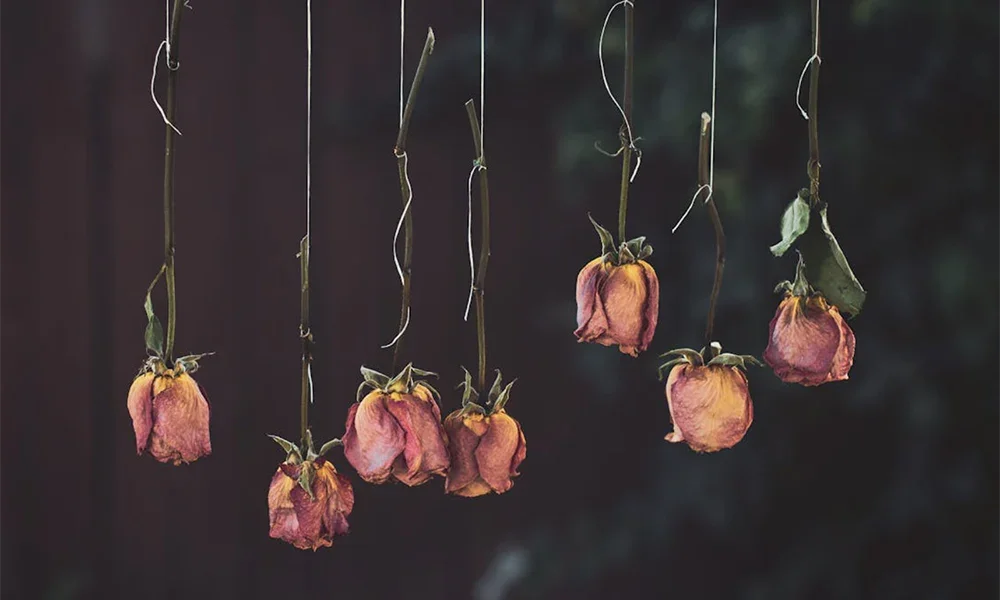 How to Dry Out Roses: Creative Preservation & Meaningful Displays