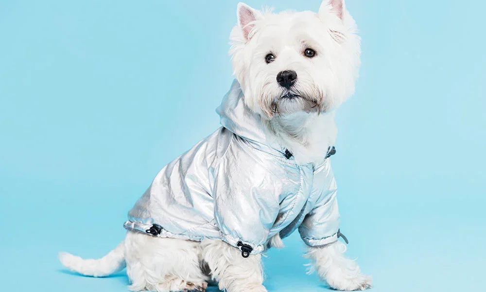 How to Pick the Right Outfit for Your Dog?