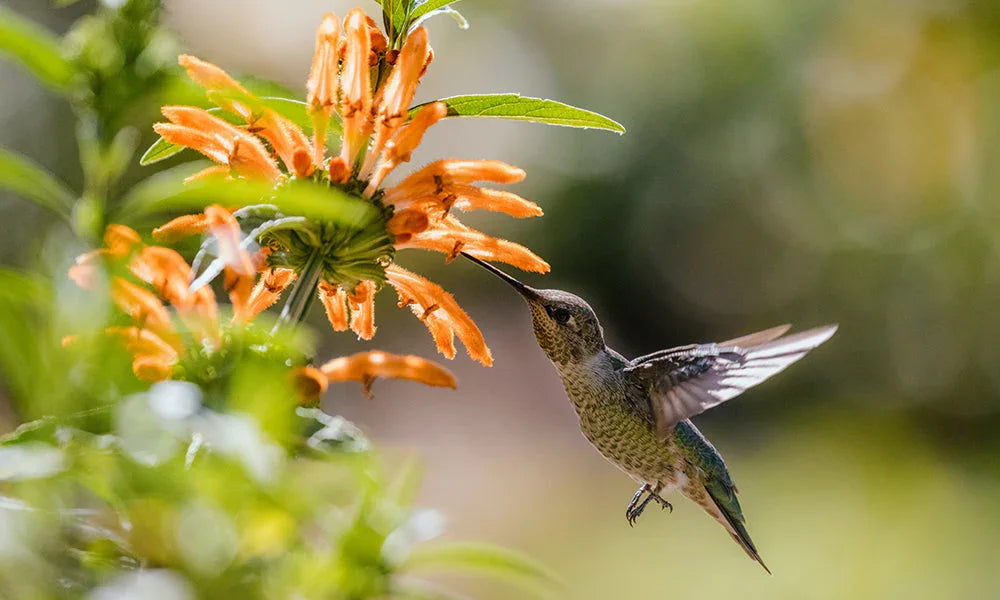 Pollinators and the Native Plants That Keep Them Coming Back