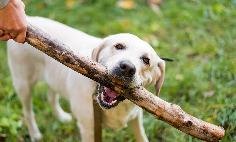 What to Do When a Dog Bites You