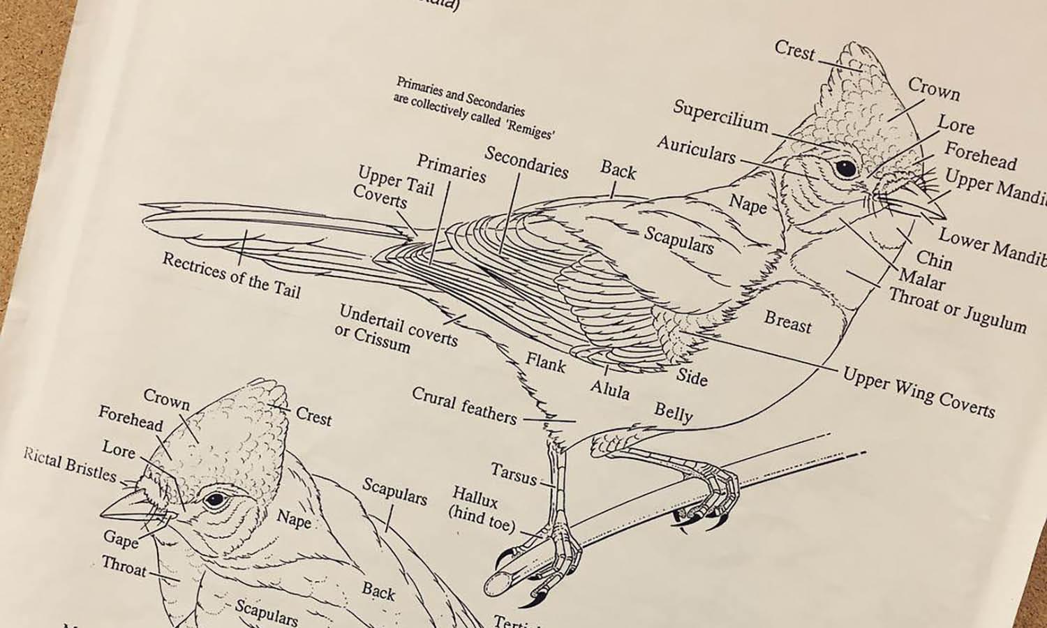 The Art History of Educational Illustration - Kreafolk