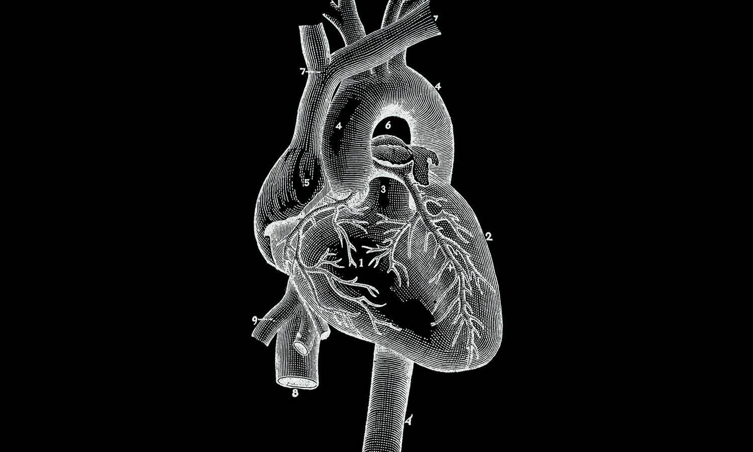 The Art History of Medical Illustration - Kreafolk