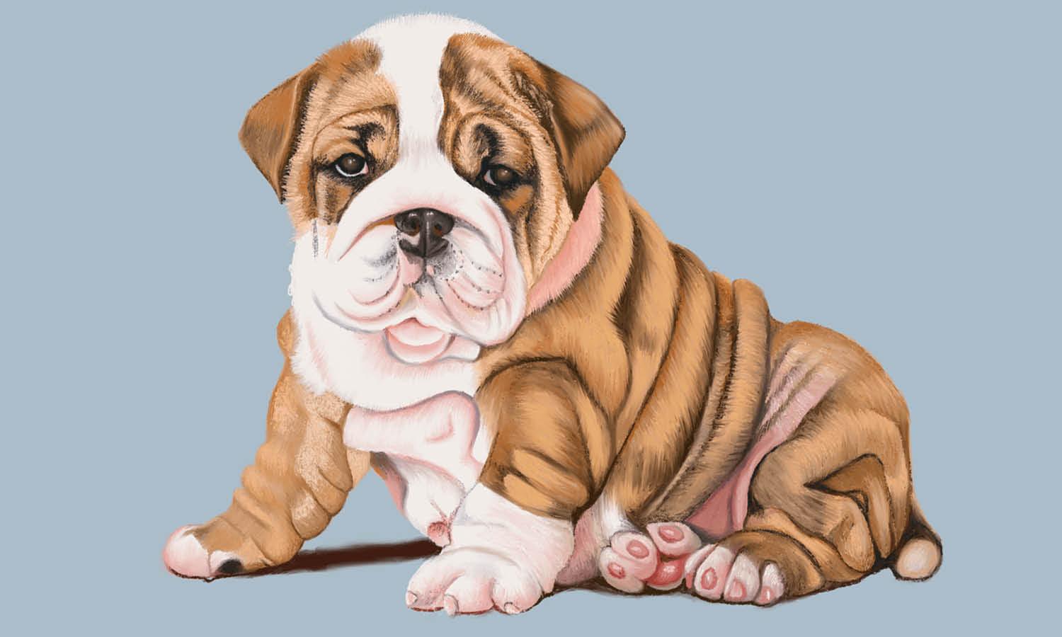 30 Best Bulldog Illustration Ideas You Should Check - Kreafolk