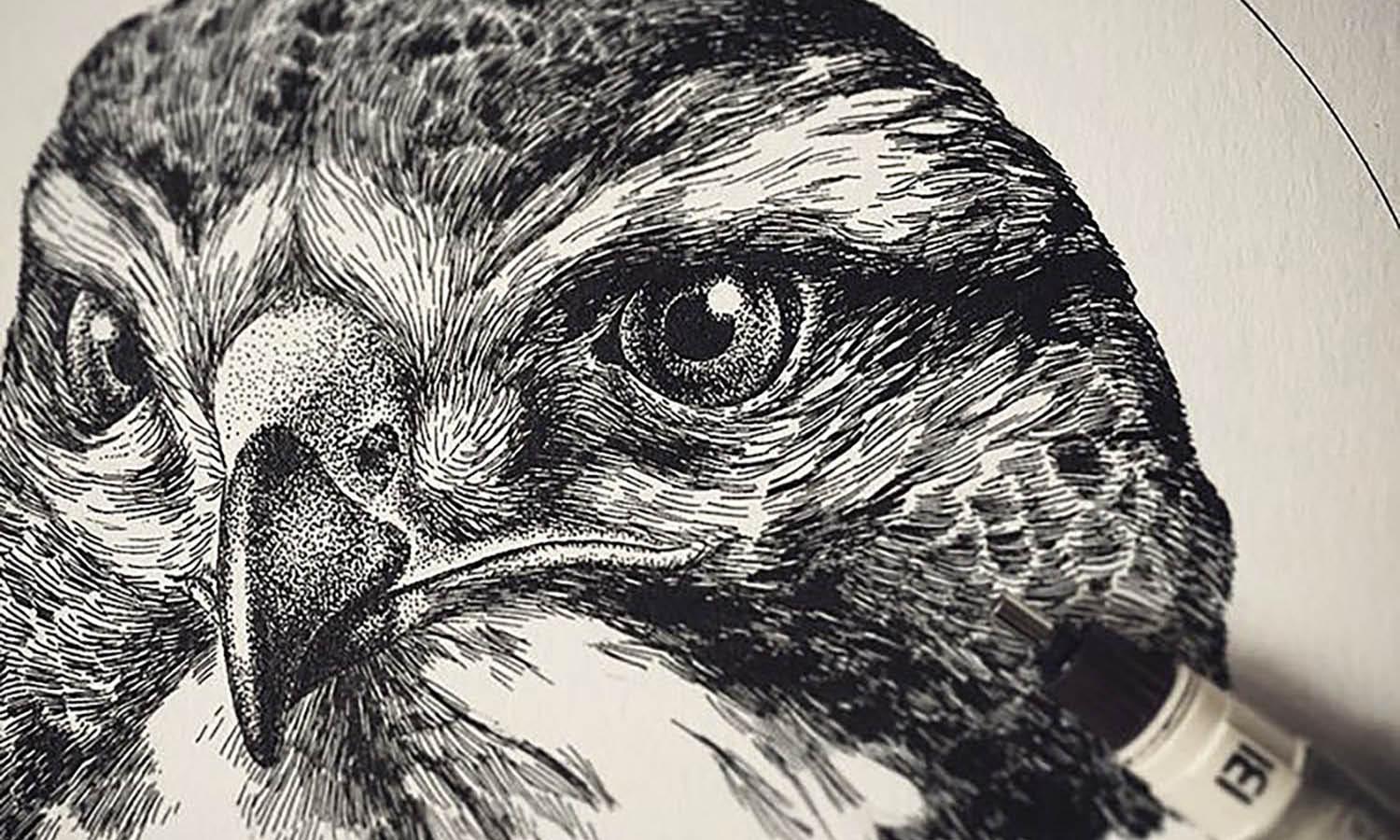 30 Best Hawk Illustration Ideas You Should Check - Kreafolk