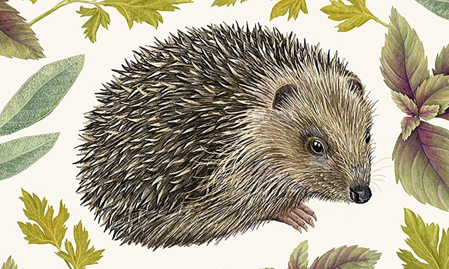 30 Best Hedgehog Illustration Ideas You Should Check - Kreafolk