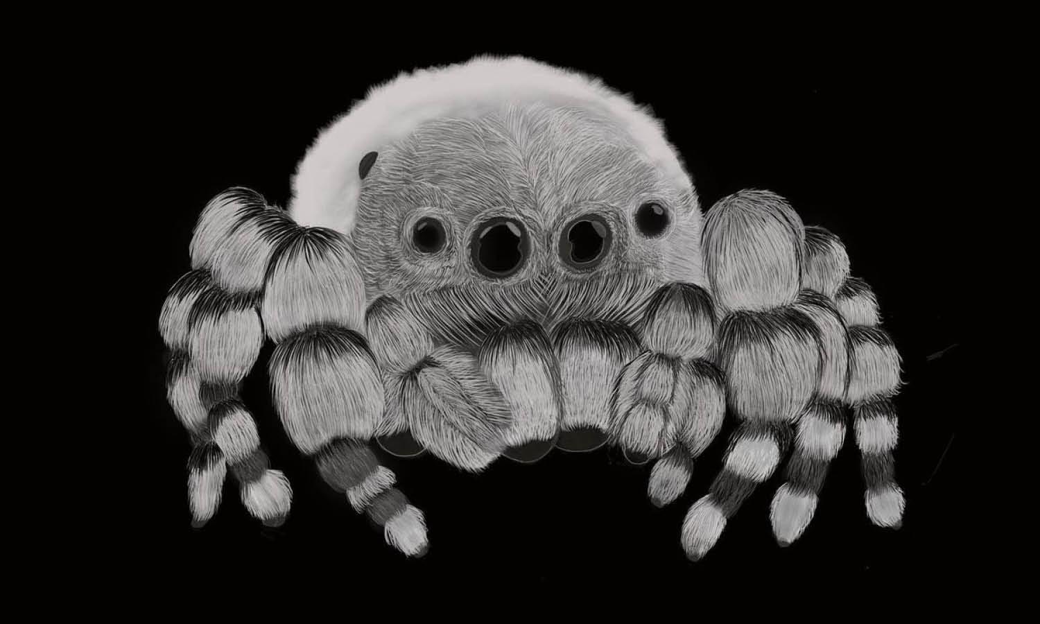 30 Best Spider Illustration Ideas You Should Check - Kreafolk