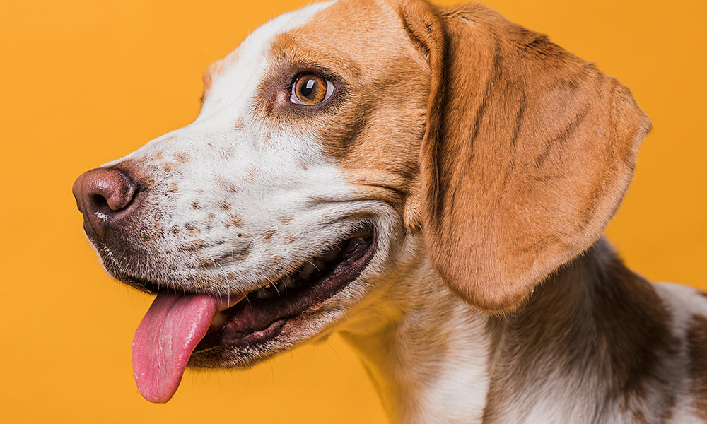 5 Safety Steps for Pet Photography Sessions