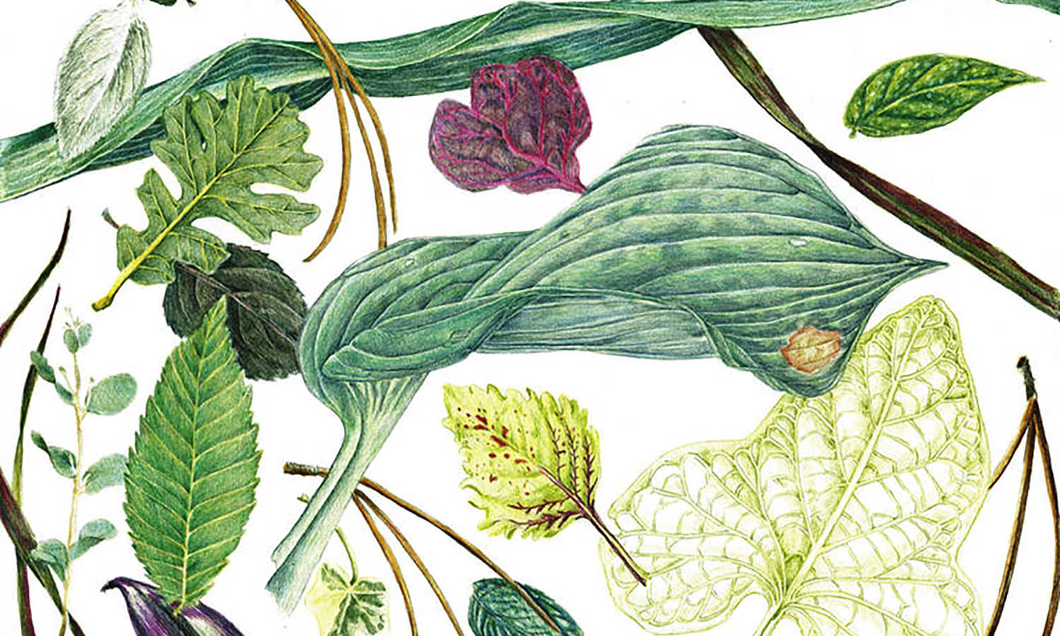 10 Reason Why Botanical Illustration Matters