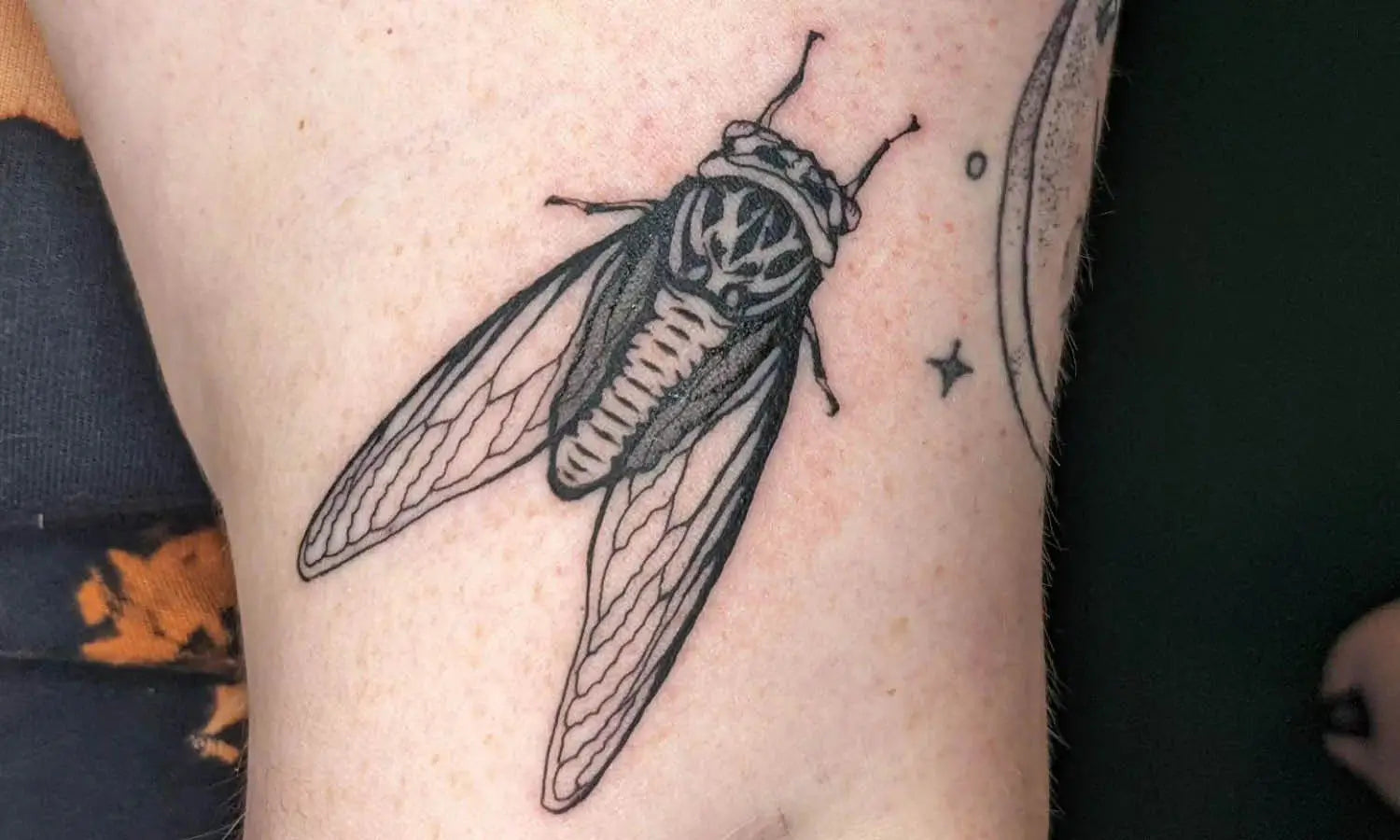 30 Best Cicada Tattoo Ideas You Should Check