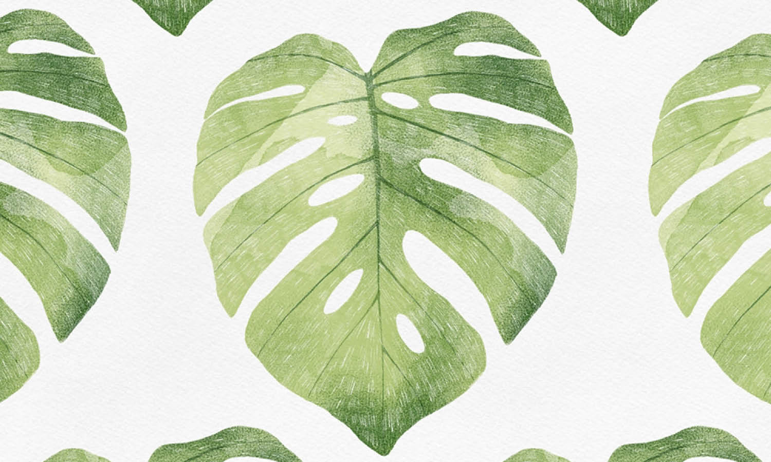 30 Best Monstera Illustration Ideas You Should Check