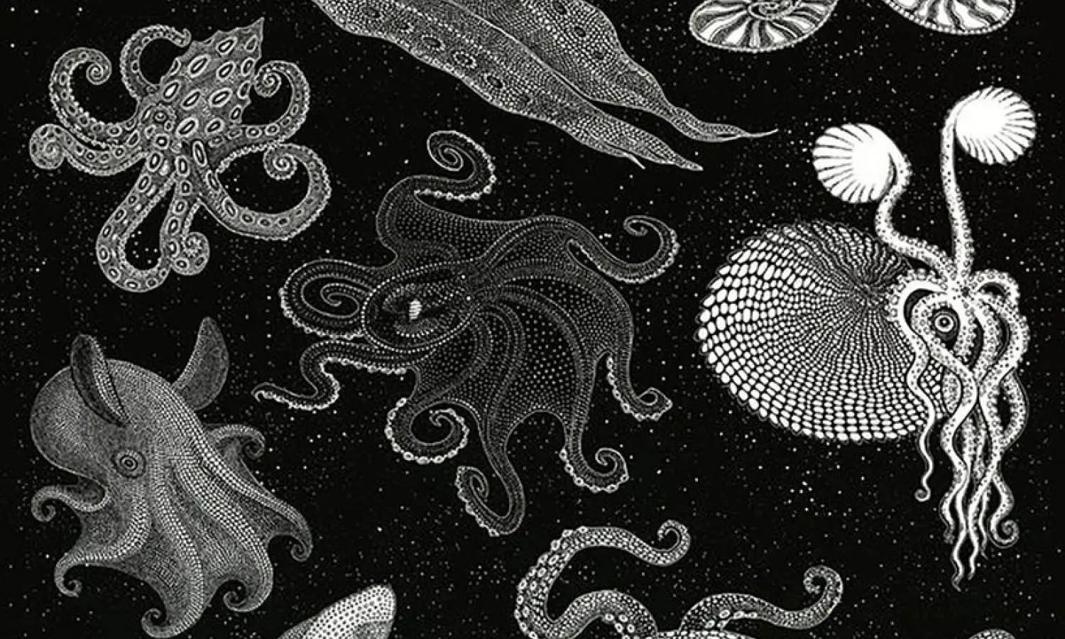 30 Best Octopus Illustration Ideas You Should Check