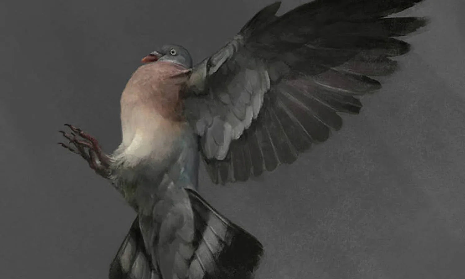 30 Best Pigeon Illustration Ideas You Should Check