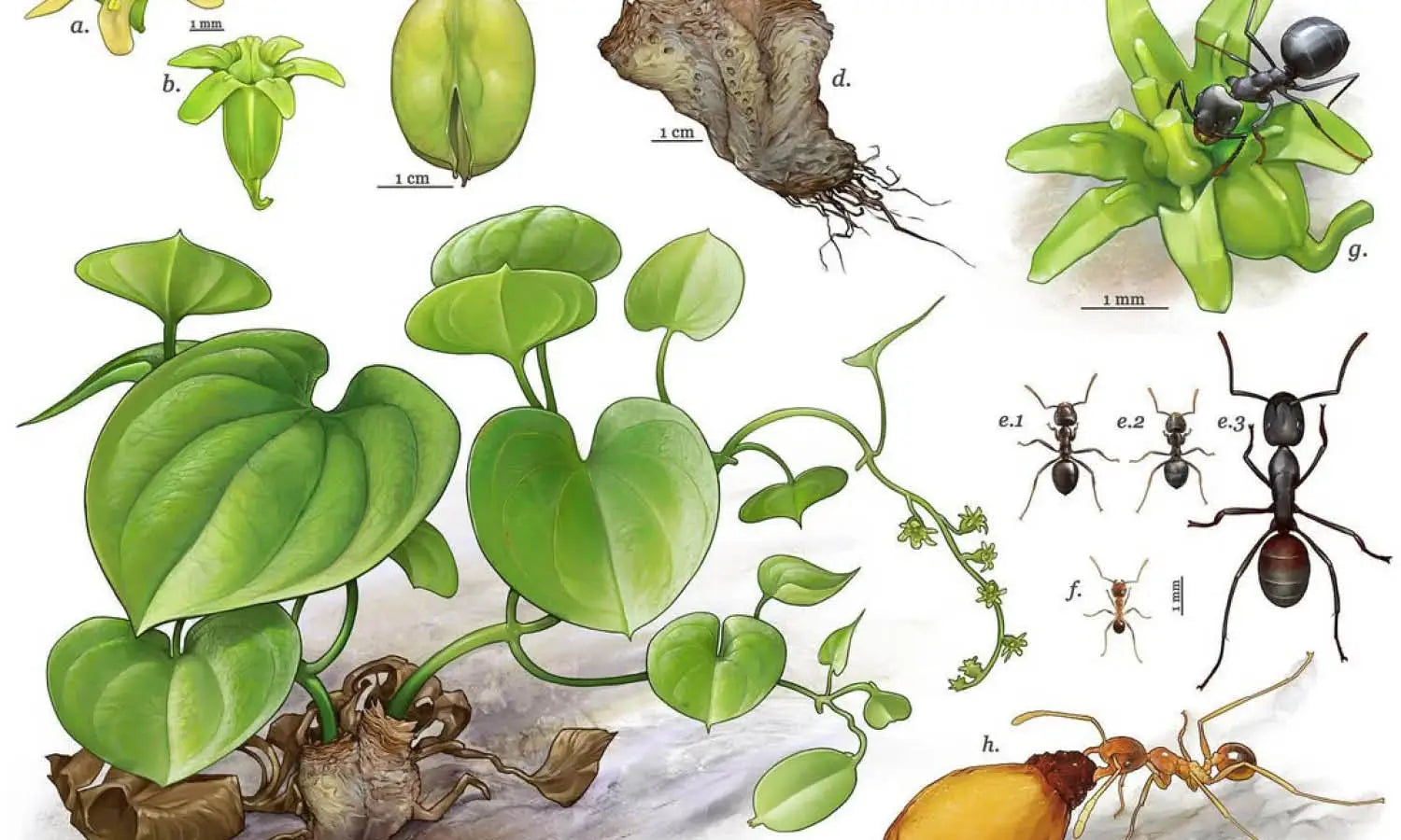 30 Best Scientific Illustration Ideas You Should Check