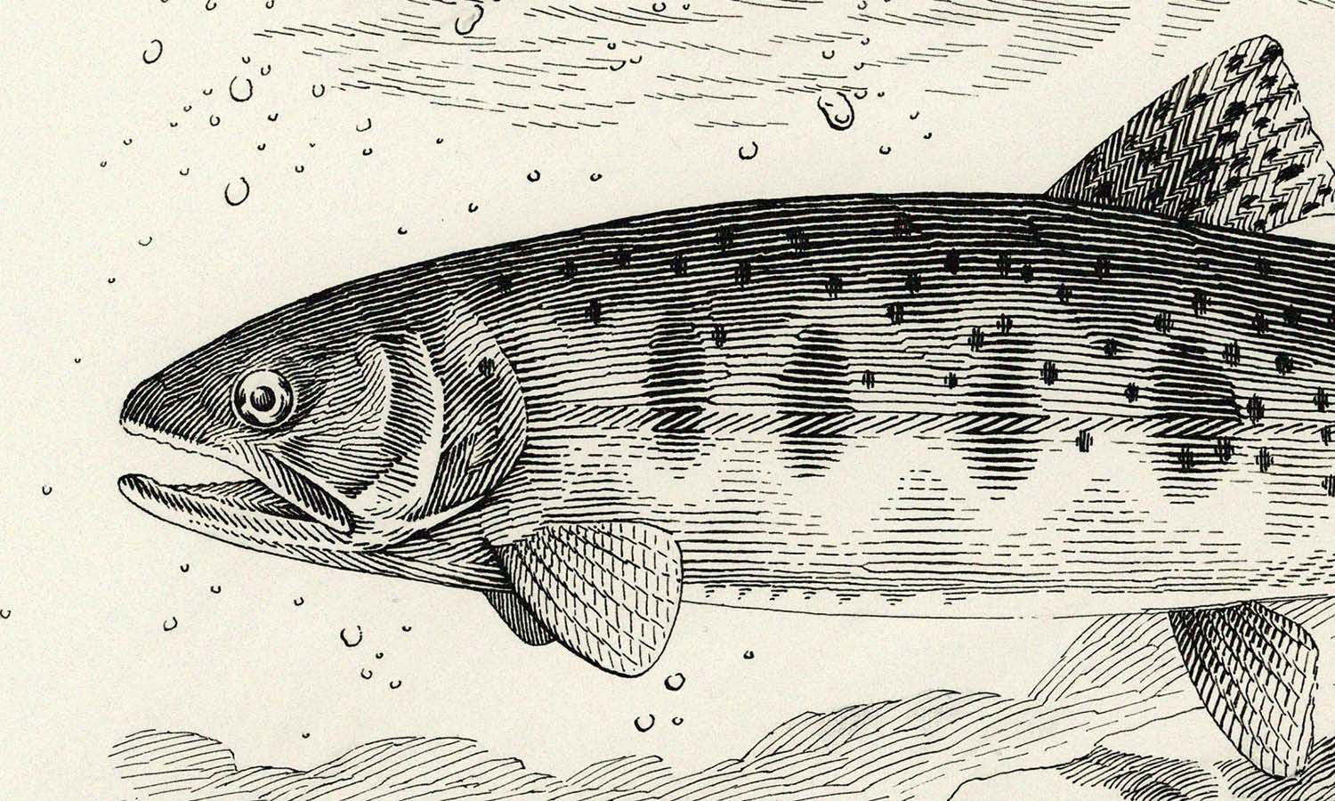 30 Best Trout Illustration Ideas You Should Check