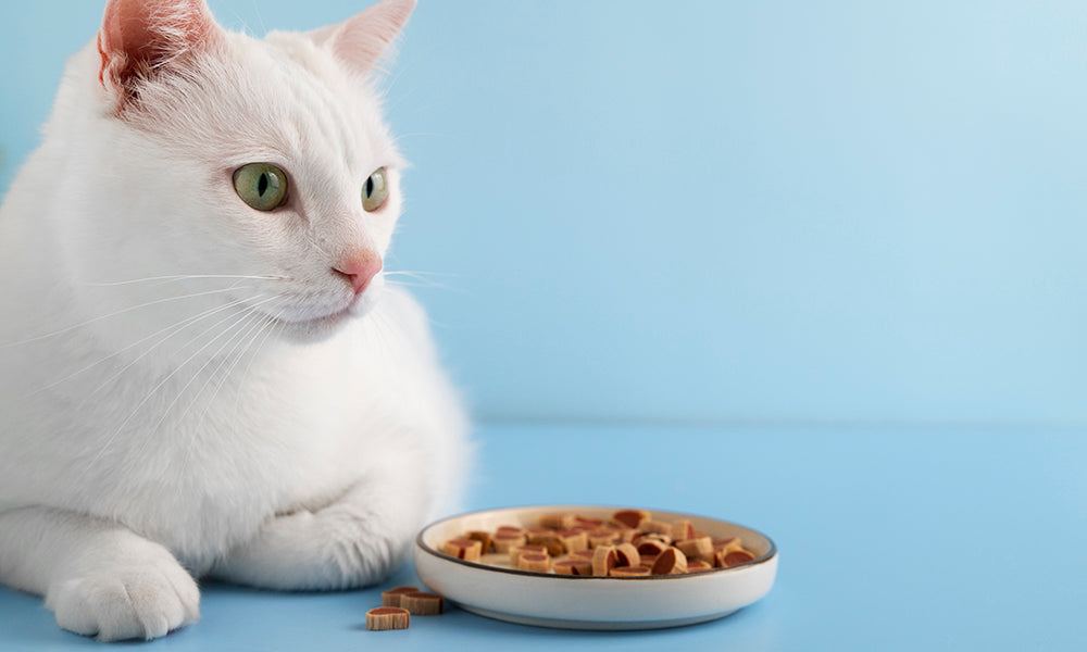 Should Cats Eat Wet or Dry Food? What Science Says