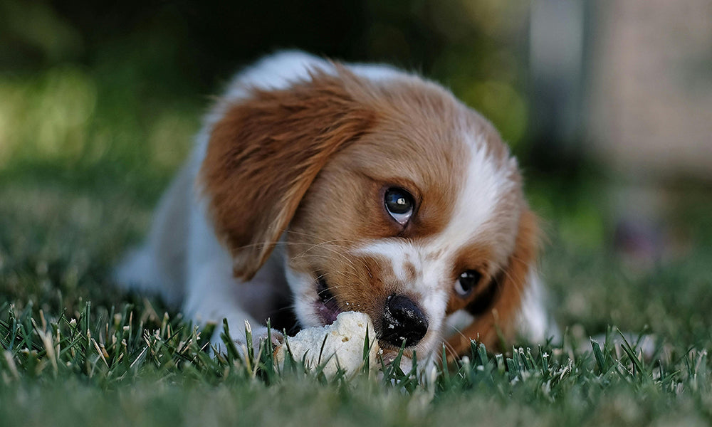 Understanding Your Dog's Body Language