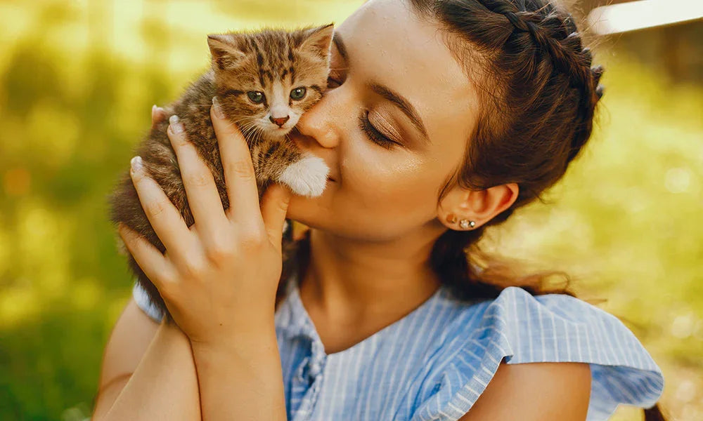 Where to Find and Browse All Available Kittens Online: A Buyer’s Checklist