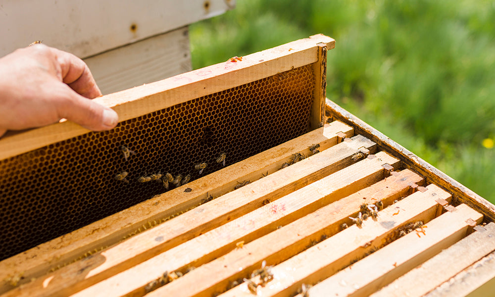Wooden Beehives and Thermal Beehives: Choosing the Right Home for Your Bees