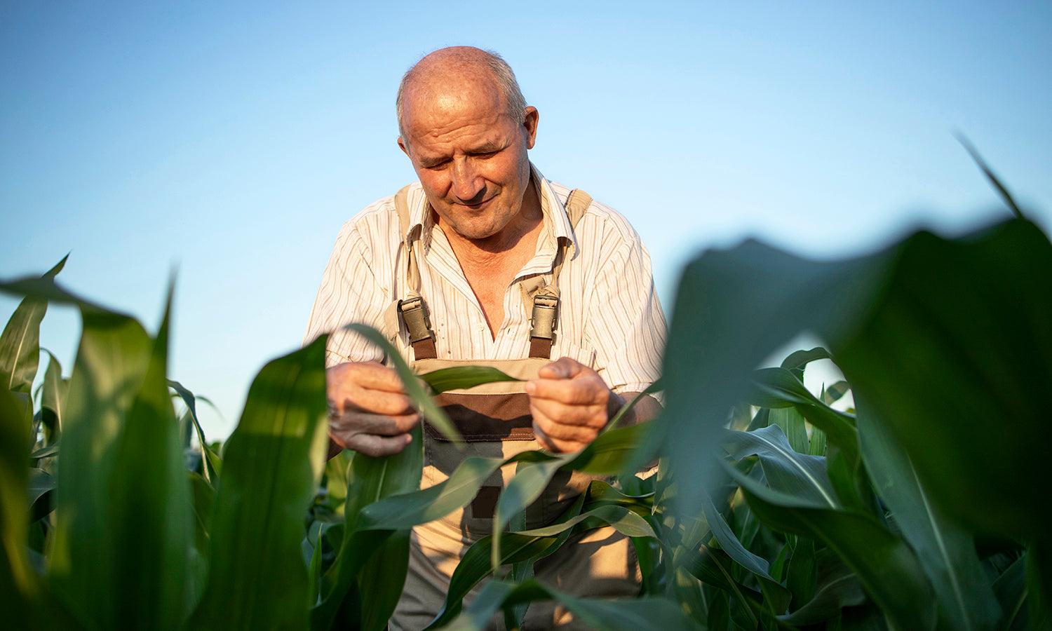 Sheltering Growth: The Importance of Agricultural Buildings in Modern Farming - Kreafolk